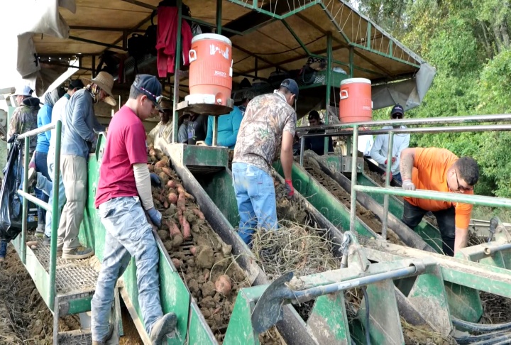 Good weather means good yields for Louisiana sweet potato growers